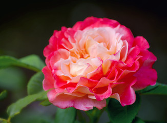 Pink roses on the bush, macro, rose garden