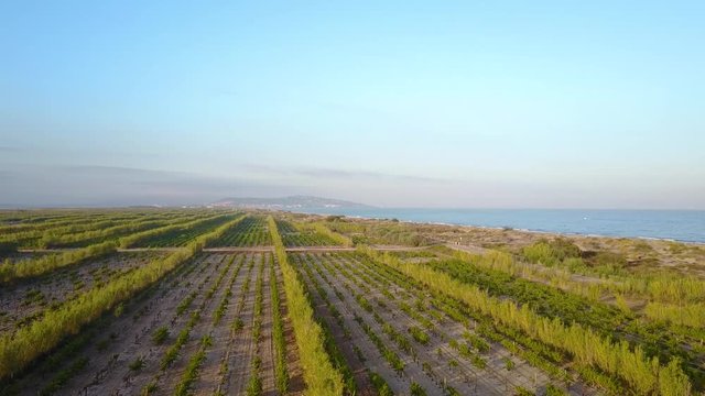 Plage et vignes &agrave; S&egrave;te