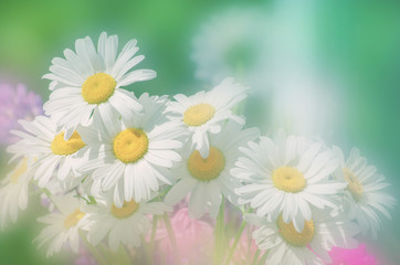 summer flowers camomile blossoms