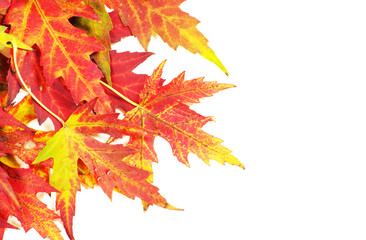 autumn maple leaves on white