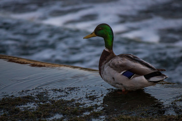 duck