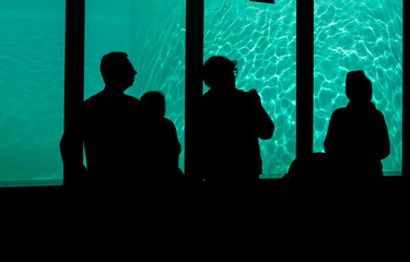 Silhouettes of people on a background looking at the pool at the zoo