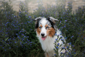 Dog in colors on stone wall background. Cute Australian shepherd with blue eyes