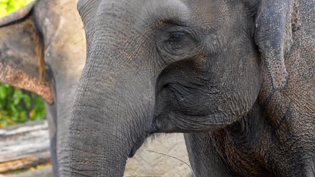 Asian elephant (Elephas maximus) eating twigs