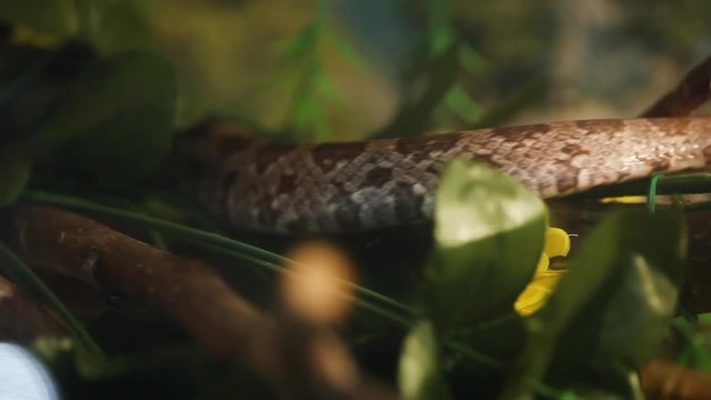 Corallus Hortulanus or Amazon Tree Boa snake.