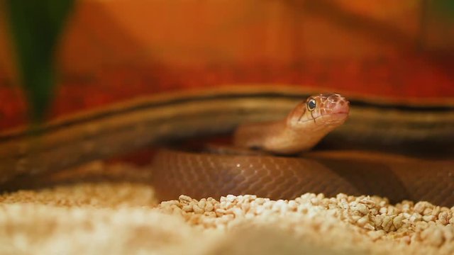 Indonesian jewelry snake or Coelognathus subradiatus. It is a genus of 7 ratsnakes from South and South East Asia.