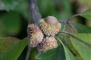 Burr Oak Acorns © RVPR Photography