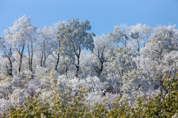 Cypress Hills First Snowfall
