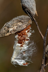 Milkweed in the Wind