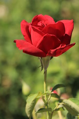 red rose in the garden