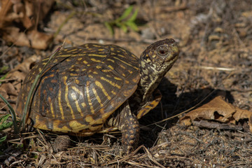 Ornate Box Turtle on the prairie