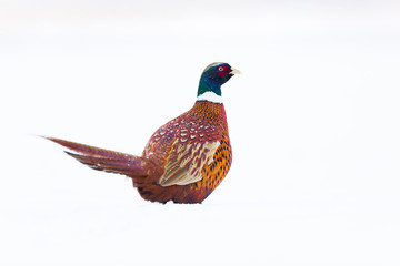 Birds - Common Pheasant (Phasianus colchicus) male - cock