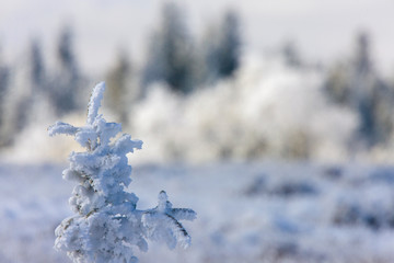 Cypress Hills First Snowfall