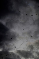 Sky in Black and White with Birds