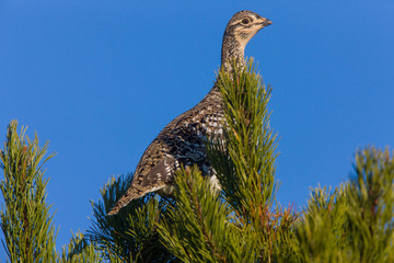 Sharp Tailed Grouse in Tree