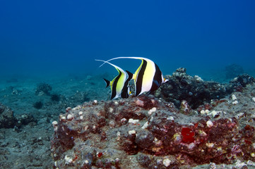 Moorish Idols