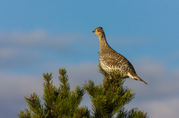 Sharp Tailed Grouse in Tree