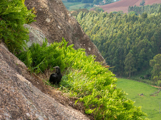 Black Vulture Coragyps atratus on rock with far background