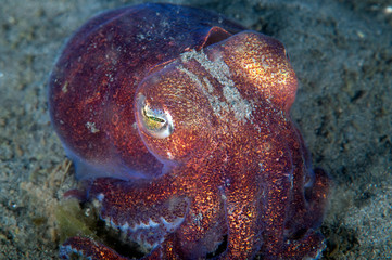 Stubby Squid