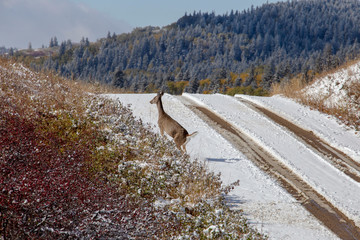Cypress Hills First Snowfall