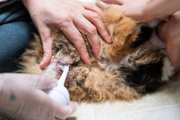Closeup of calico maine coon cat butt behind receiving enema bulb, overweight constipated sick feline, people hands at home veterinarian, petroleum jelly lube