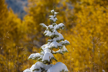 Cypress Hills First Snowfall