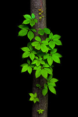 Virginia creeper vine climbing a tree trunk on a black background. The vine looks like a natural decoration. - 232214626