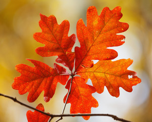 Autumn foliage: a cluster of five bright orange oak leaves on yellow background - 232214628
