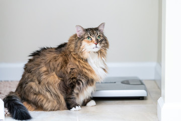 Calico maine coon cat sitting looking up in bathroom room in house by weight scale, overweight obese feline