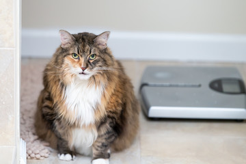 Calico maine coon cat sitting meowing, open mouth in bathroom room in house by weight scale, overweight obese, fat feline © Andriy Blokhin