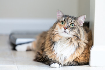 Calico maine coon cat lying down looking up in bathroom room in house by weight scale, overweight...