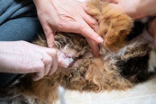 Closeup of calico maine coon cat butt behind receiving enema , overweight constipated sick feline, people hands at home veterinarian, petroleum jelly lube