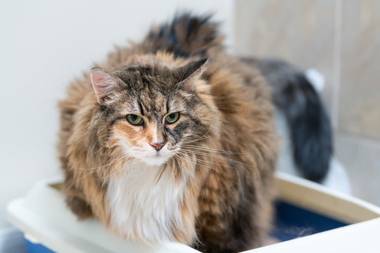 Calico maine coon cat overweight constipated sick trying to go to the bathroom in blue litter box at home sad looking eyes