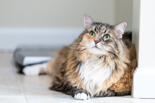 Calico maine coon cat lying down looking up in bathroom room in house by weight scale, overweight obese feline