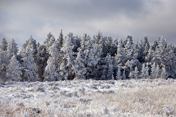 Cypress Hills First Snowfall