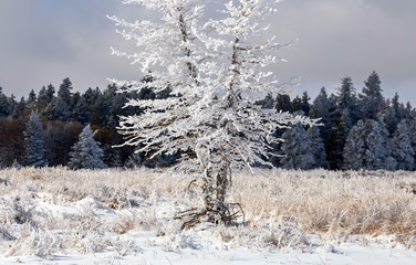 Cypress Hills First Snowfall
