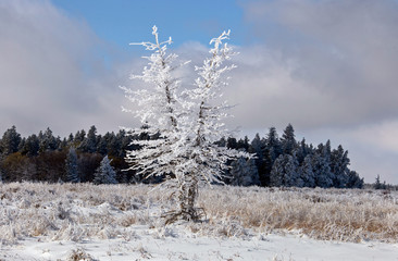 Cypress Hills First Snowfall