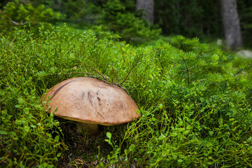 A large Porcini mushroom (Boletus edulis) growing in Medicine Bow National Forest, Wyoming, USA. - 232215075