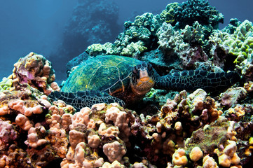 Green Sea Turtle