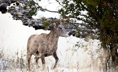 Rocky Mountain Ram Sheep