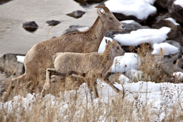 Obraz premium Rocky Mountain Ram Sheep