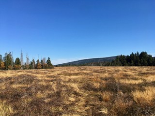 The big moor in the Harz mountains, Torfhausmoor in the Nationalpark Harz.