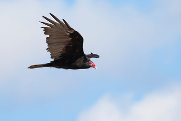 Side view of a Turkey Vulture in flight (clipping path included). - 232215608