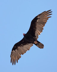 View from below of a Turkey Vulture in flight with spread wings (clipping path included). - 232215609