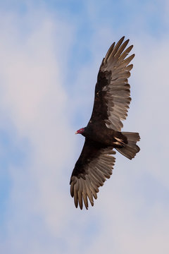 View from below of a Turkey Vulture in flight with spread wings (clipping path included).