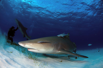 Fototapeta premium Lemon sharks at Tiger Beach, Bahamas