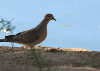 morning dove