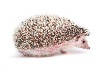Obraz premium hedgehog isolated on white background