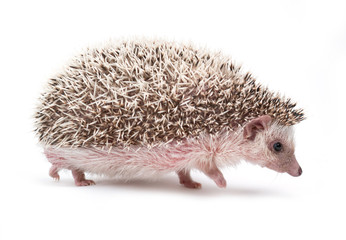 hedgehog isolated on white background