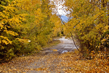 Fototapeta premium Golden British Columbia